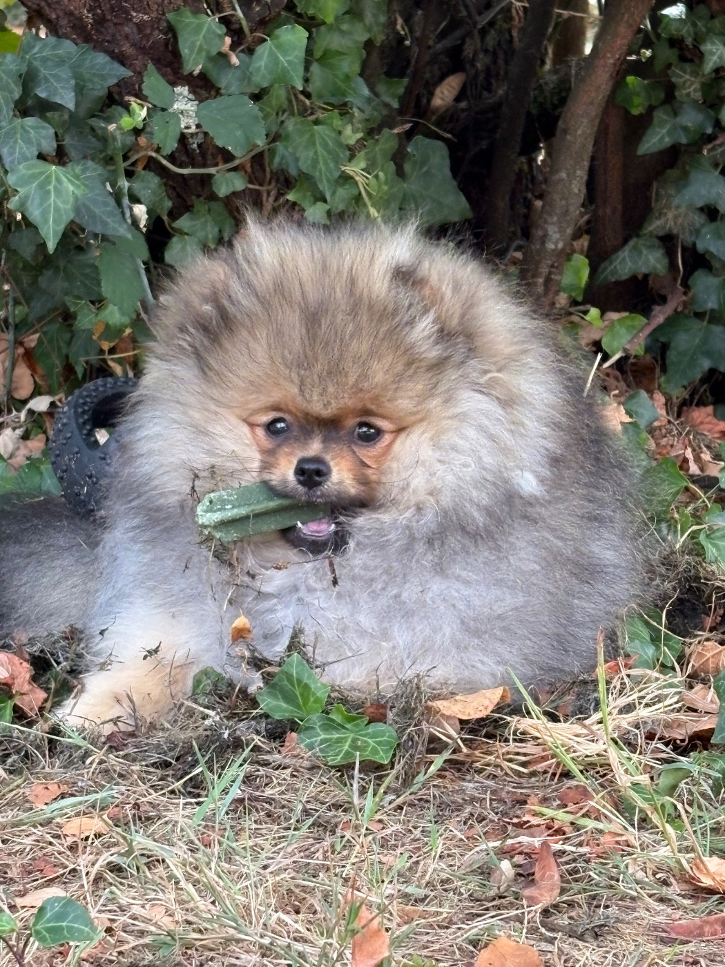 1 Chiot Spitz Nain disponible actuellement !